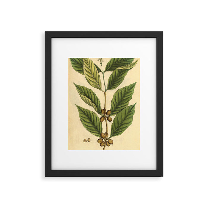 Coffee by Elizabeth Blackwell from "A Curious Herbal," 1737 (benefiting The Nature Conservancy) Framed Art Print Gallery Image 1