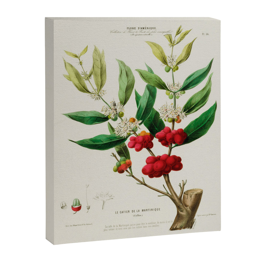 Coffee plant by Étienne Denisse from "Flore d'Amérique" (1843)  Canvas Print Gallery Image 6