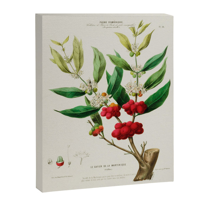 Coffee plant by Étienne Denisse from "Flore d'Amérique" (1843)  Canvas Print Gallery Image 1