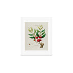 Coffee plant by Étienne Denisse from "Flore d'Amérique" (1843)  Art Print Gallery Image 1