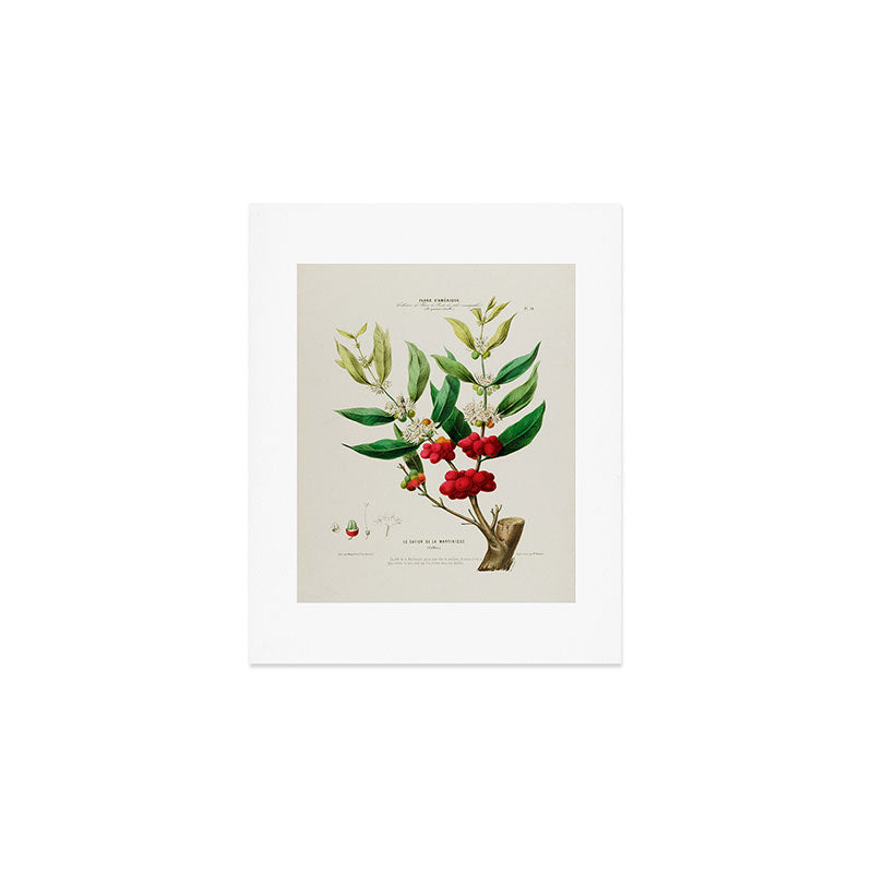 Coffee plant by Étienne Denisse from "Flore d'Amérique" (1843)  Art Print Gallery Image 1