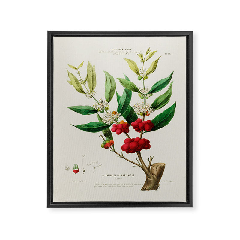 Coffee plant by Étienne Denisse from "Flore d'Amérique" (1843)  Framed Canvas Print Gallery Image 6
