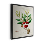 Coffee plant by Étienne Denisse from "Flore d'Amérique" (1843)  Framed Canvas Print Gallery Image 2