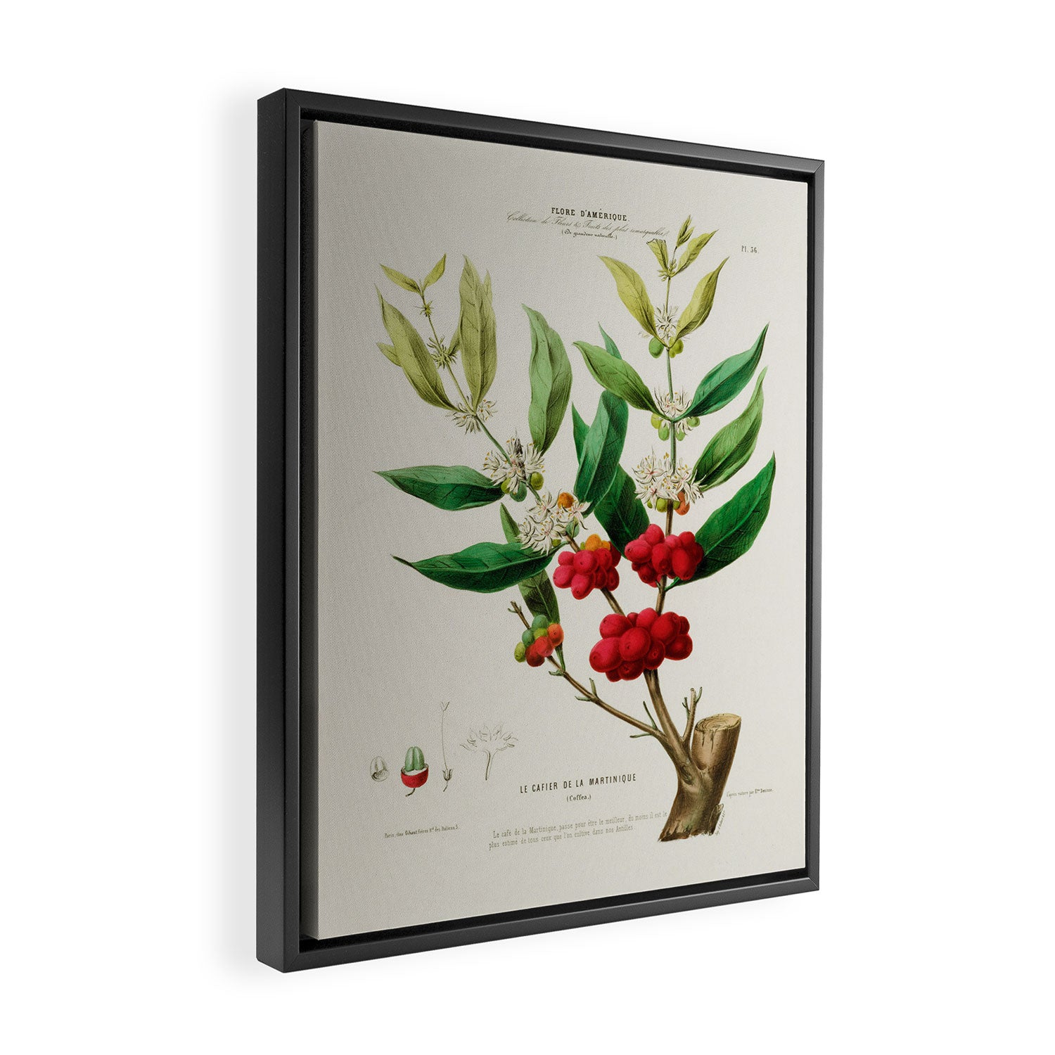 Coffee plant by Étienne Denisse from "Flore d'Amérique" (1843)  Framed Canvas Print Gallery Image 2