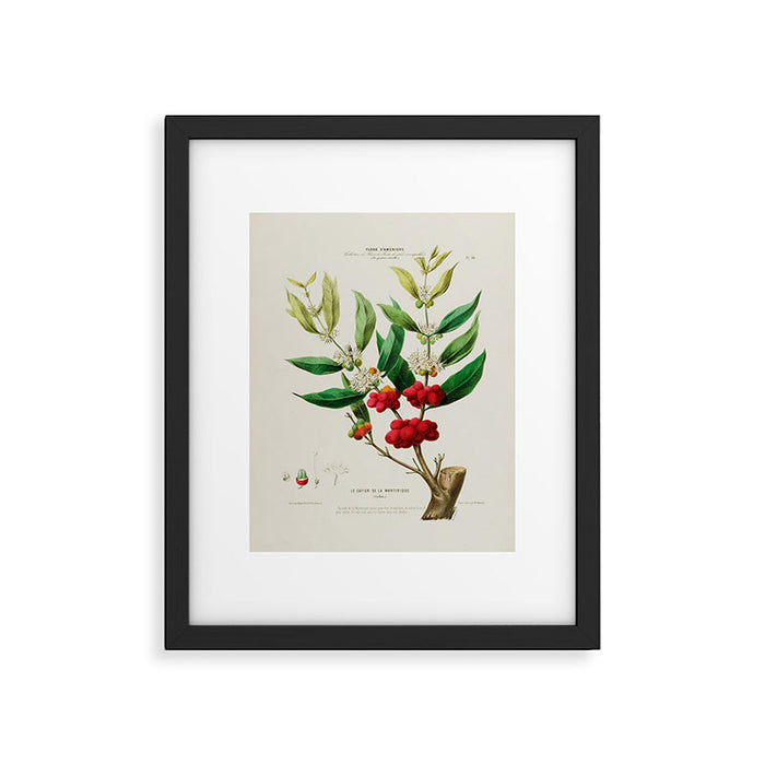 Coffee plant by Étienne Denisse from "Flore d'Amérique" (1843)  Framed Art Print Gallery Image 1