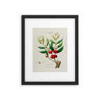 Coffee plant by Étienne Denisse from "Flore d'Amérique" (1843)  Framed Art Print Gallery Image 5