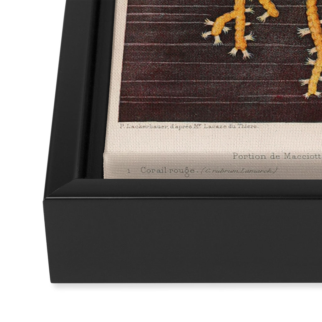 Corals from "Le Monde de la Mer," 1866 (benefitting The Nature Conservancy) Framed Canvas Print Gallery Image 3
