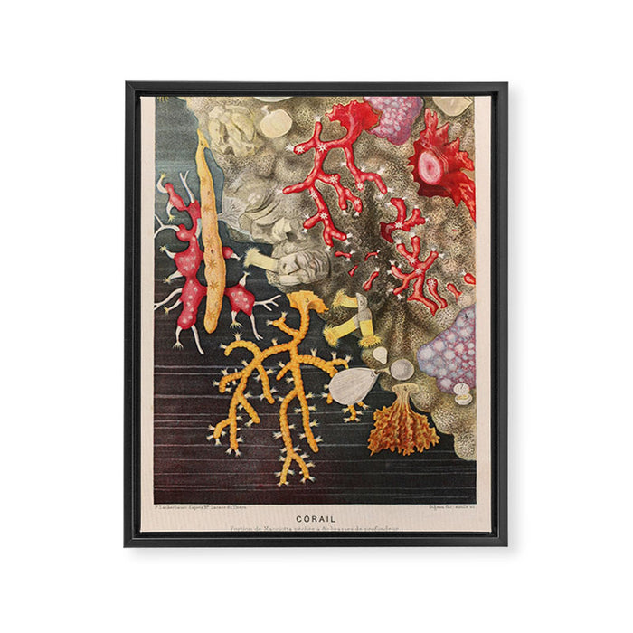 Corals from "Le Monde de la Mer," 1866 (benefitting The Nature Conservancy) Framed Canvas Print Gallery Image 1
