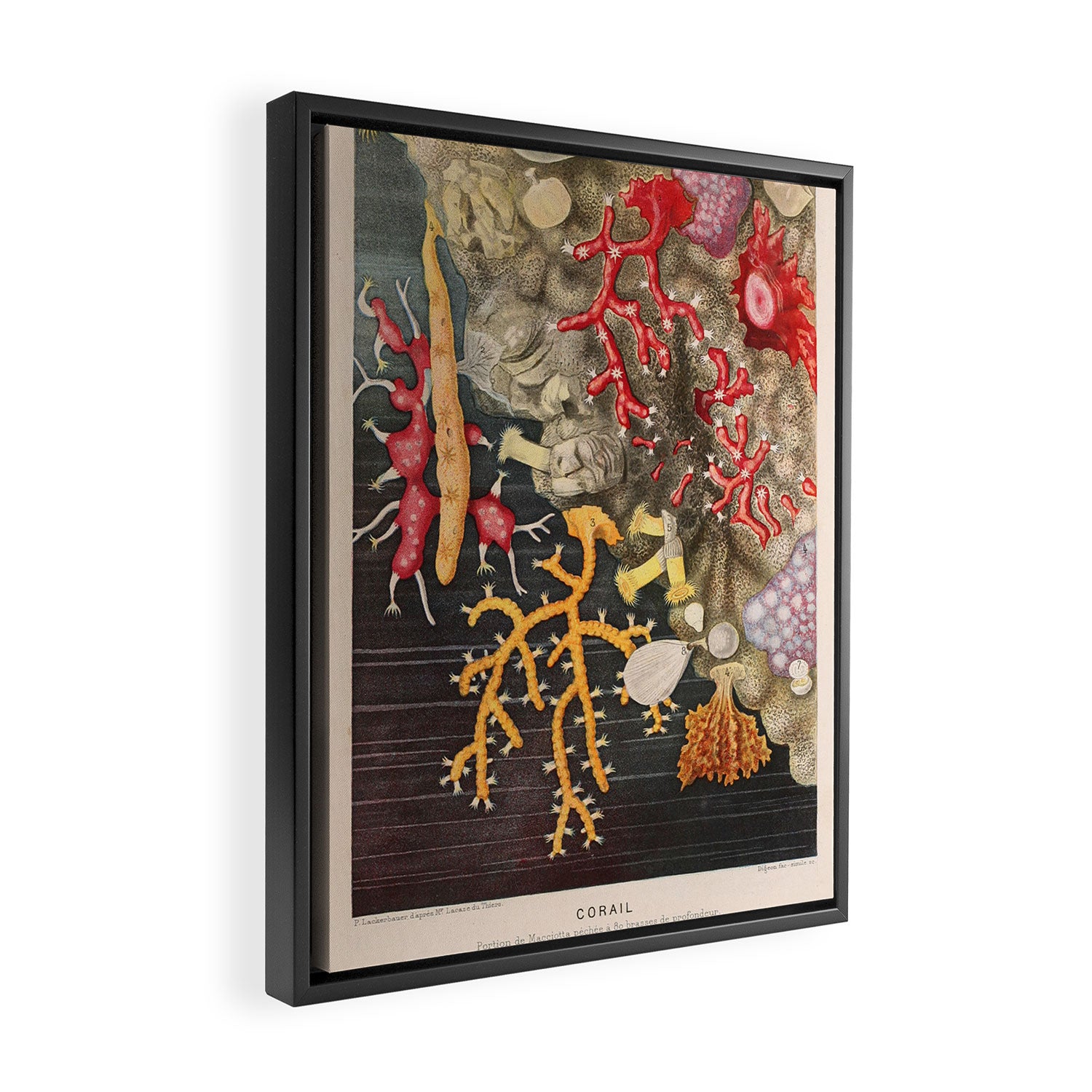 Corals from "Le Monde de la Mer," 1866 (benefitting The Nature Conservancy) Framed Canvas Print Gallery Image 2