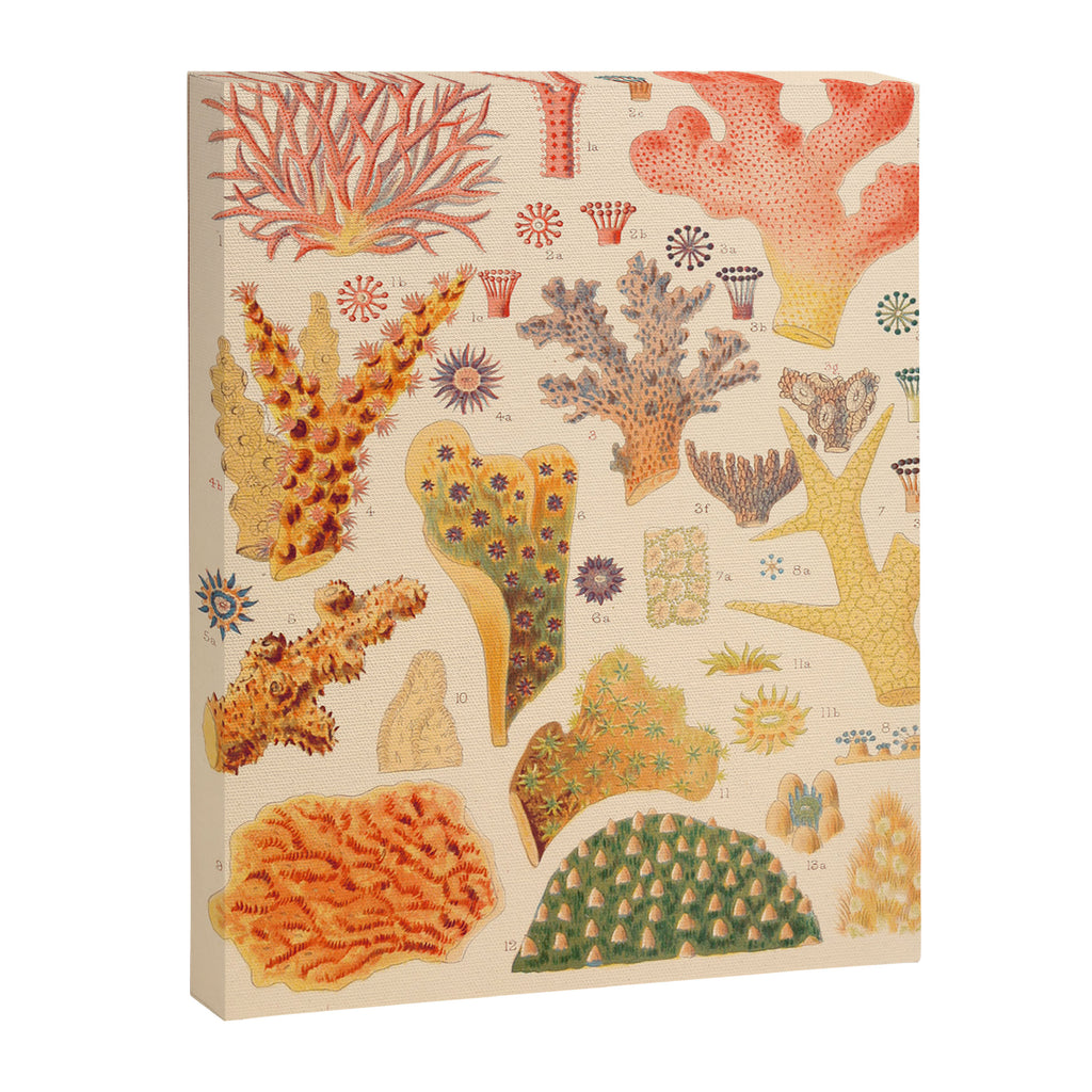 Corals from âThe Great Barrier Reef of Australiaâ by William Saville Kent, 1893 Canvas Print Gallery Image 6
