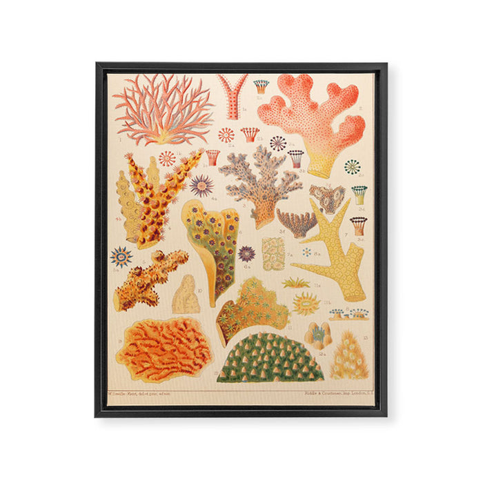 Corals from âThe Great Barrier Reef of Australiaâ by William Saville Kent, 1893 Framed Canvas Print Gallery Image 1