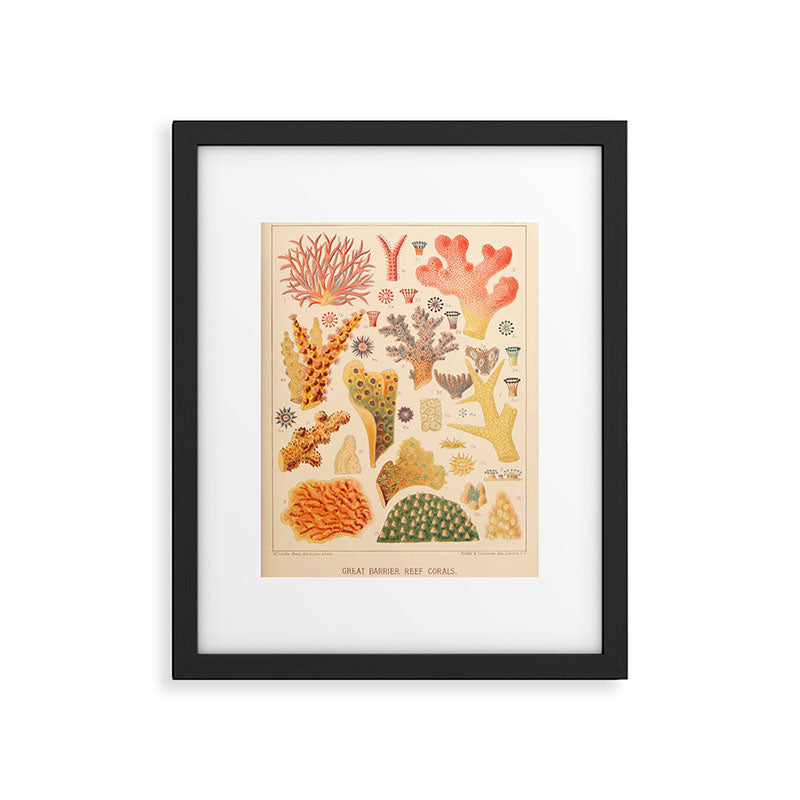 Corals from âThe Great Barrier Reef of Australiaâ by William Saville Kent, 1893 Framed Art Print Gallery Image 5