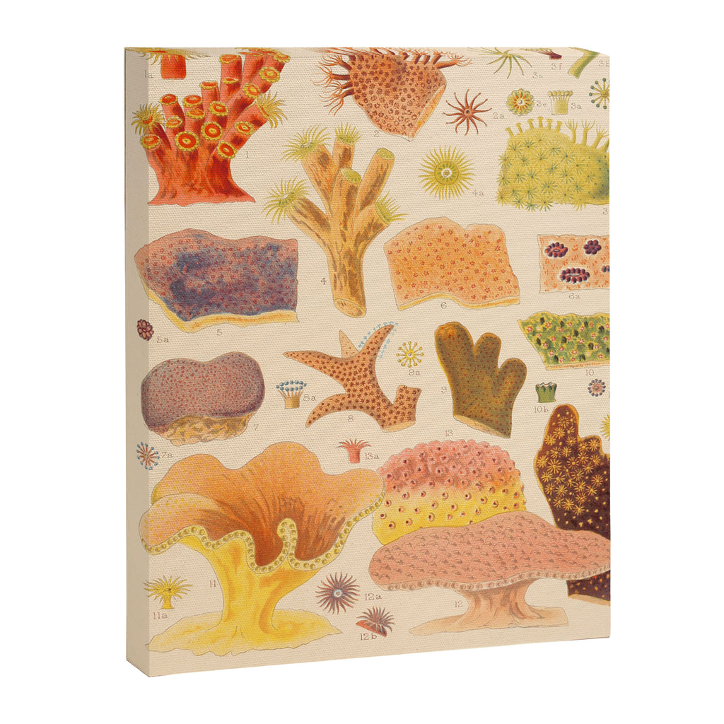 Corals from âThe Great Barrier Reef of Australiaâ by William Saville Kent, 1893 Canvas Print Gallery Image 6