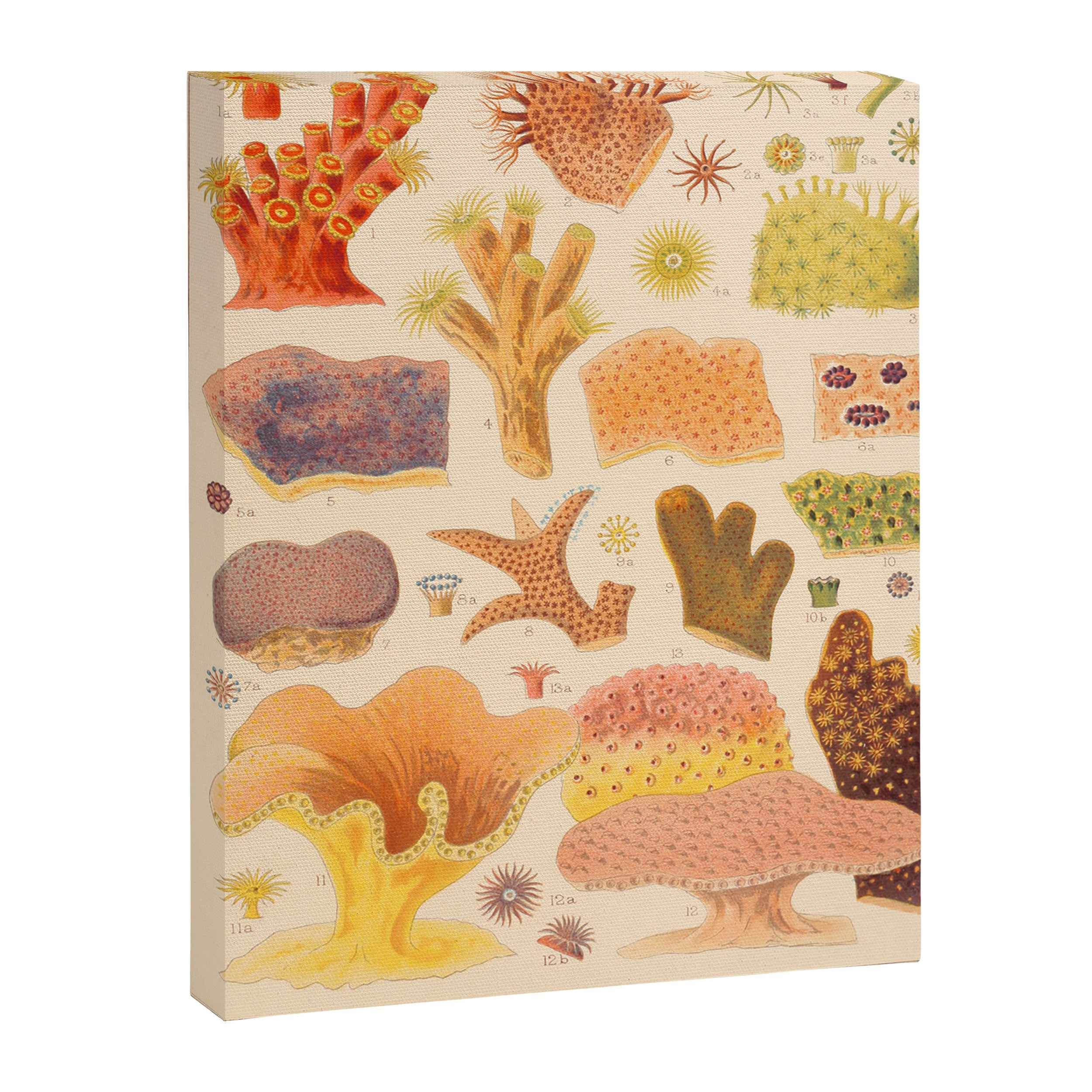 Corals from âThe Great Barrier Reef of Australiaâ by William Saville Kent, 1893 Canvas Print Gallery Image 6