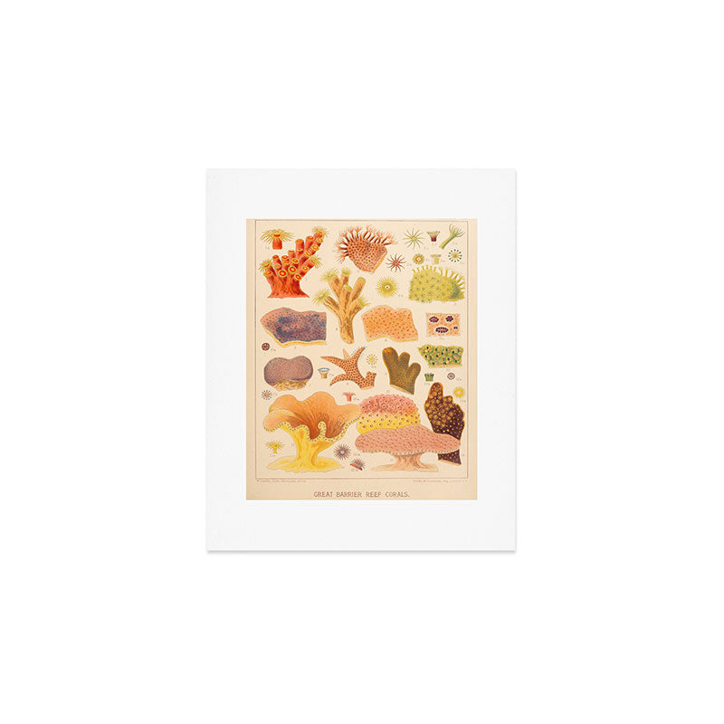 Corals from âThe Great Barrier Reef of Australiaâ by William Saville Kent, 1893 Art Print Gallery Image 1