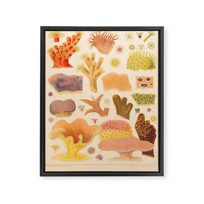 Corals from âThe Great Barrier Reef of Australiaâ by William Saville Kent, 1893 Framed Canvas Print Gallery Image 1