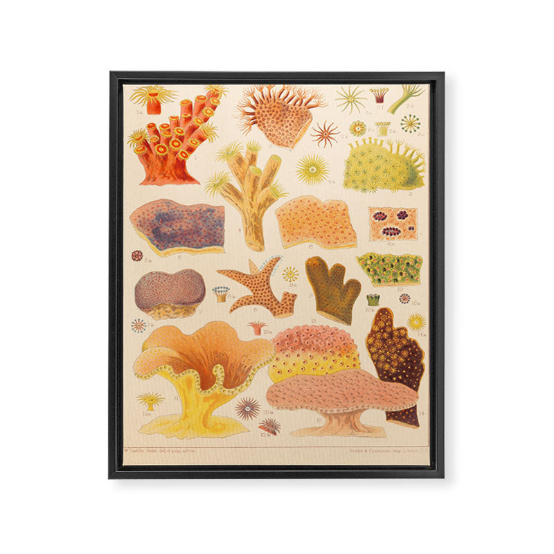 Corals from âThe Great Barrier Reef of Australiaâ by William Saville Kent, 1893 Framed Canvas Print Gallery Image 6