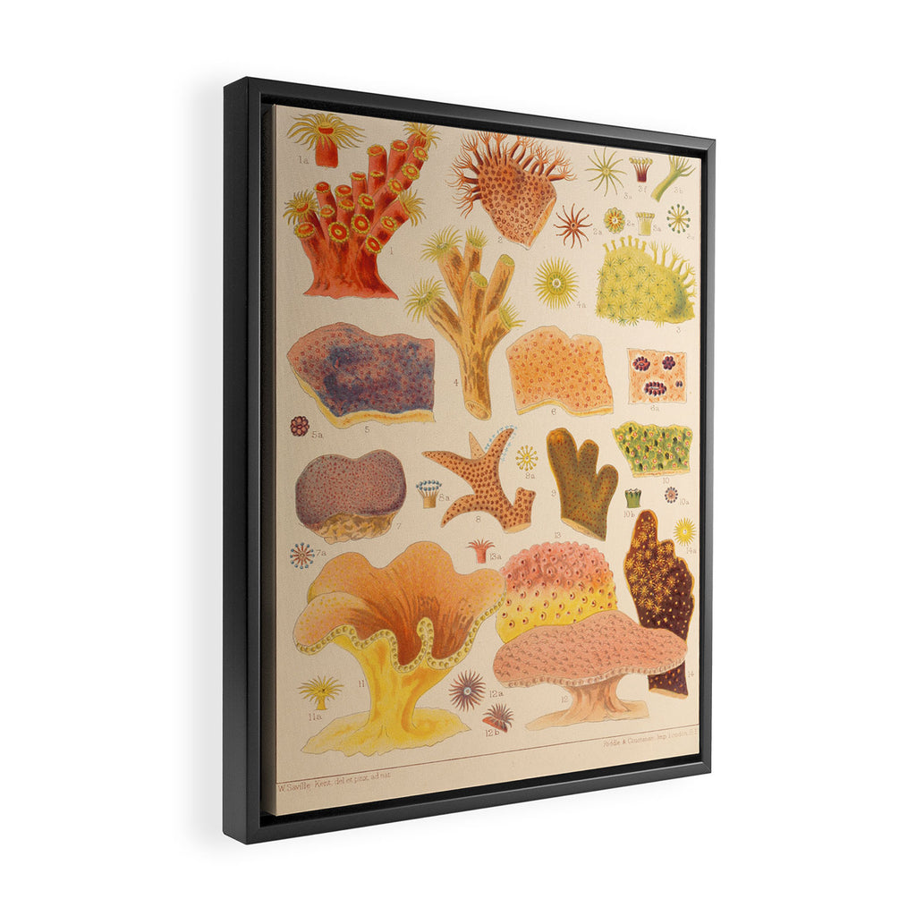 Corals from âThe Great Barrier Reef of Australiaâ by William Saville Kent, 1893 Framed Canvas Print Gallery Image 2