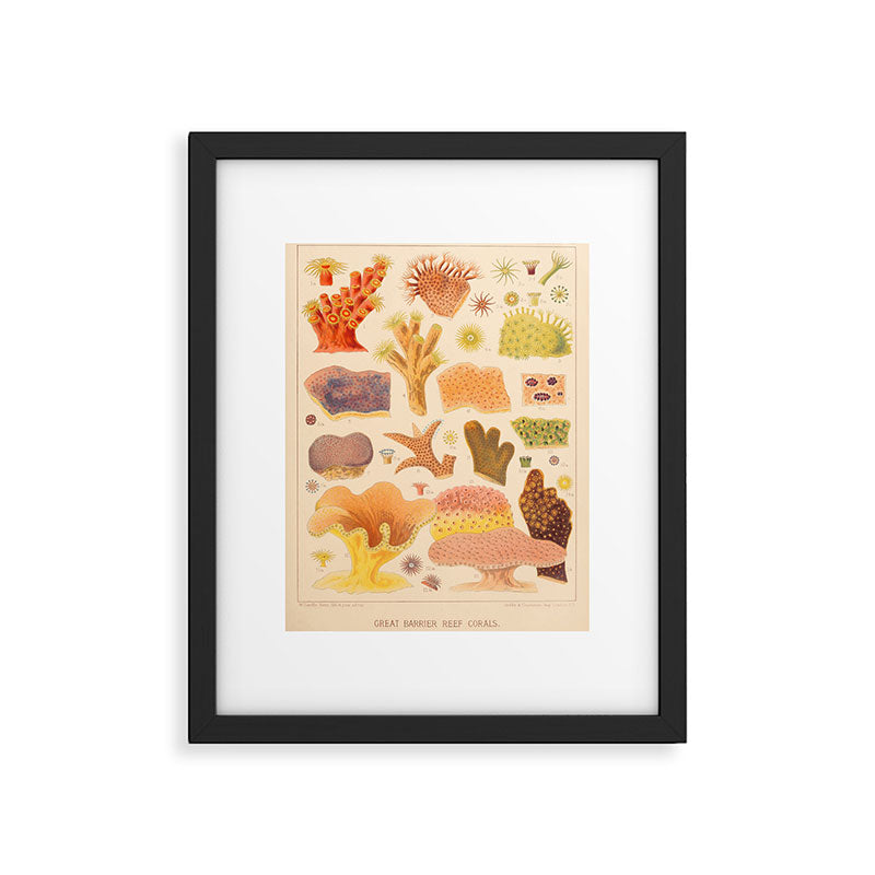Corals from âThe Great Barrier Reef of Australiaâ by William Saville Kent, 1893 Framed Art Print Gallery Image 5
