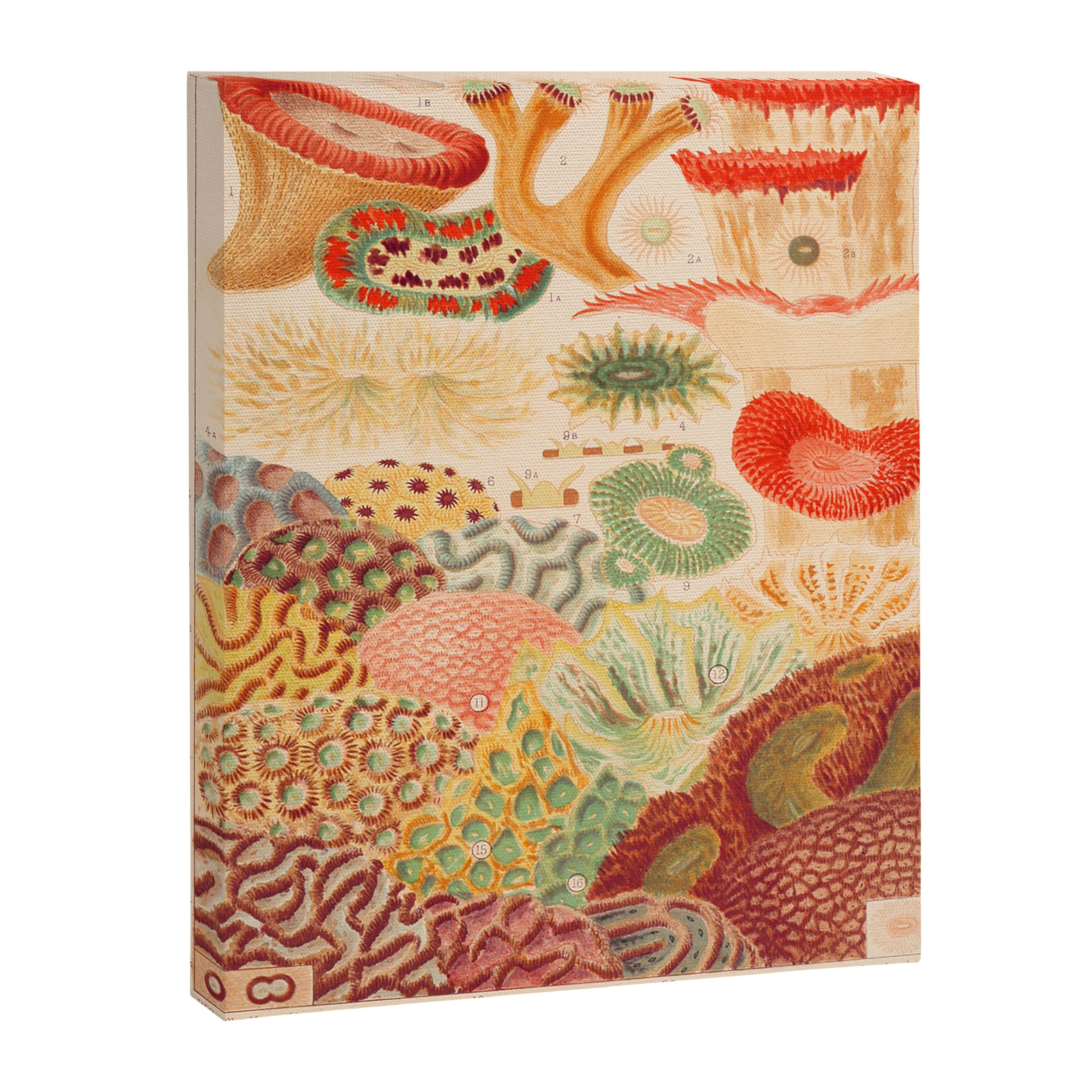 Corals from âThe Great Barrier Reef of Australiaâ by William Saville Kent, 1893 Canvas Print Gallery Image 6