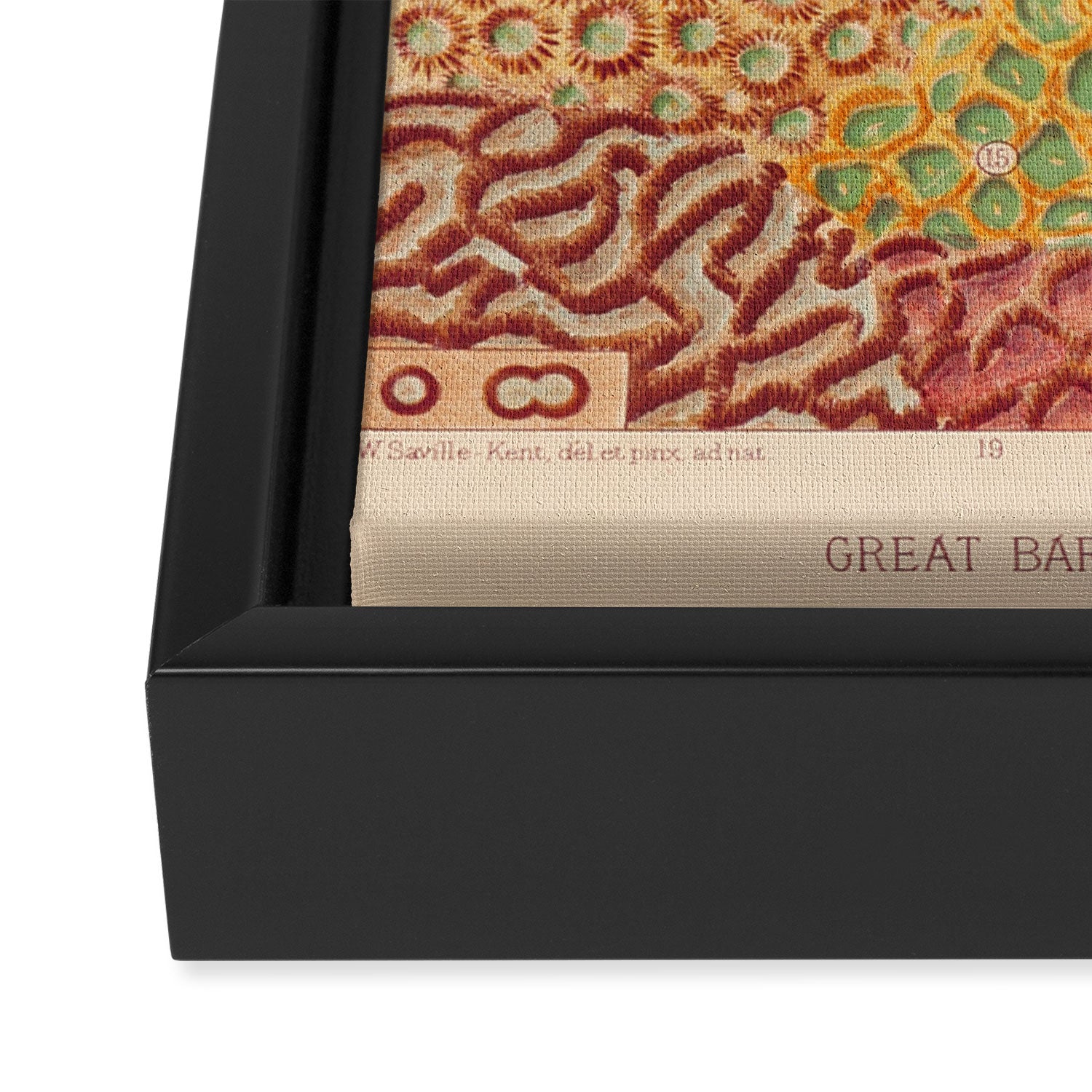 Corals from âThe Great Barrier Reef of Australiaâ by William Saville Kent, 1893 Framed Canvas Print Gallery Image 3