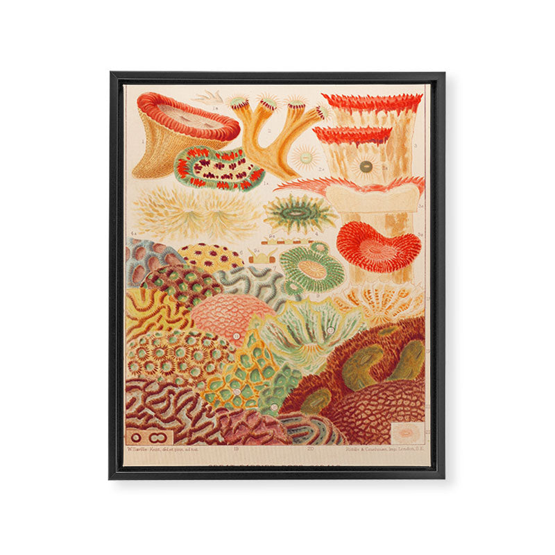 Corals from âThe Great Barrier Reef of Australiaâ by William Saville Kent, 1893 Framed Canvas Print Gallery Image 6