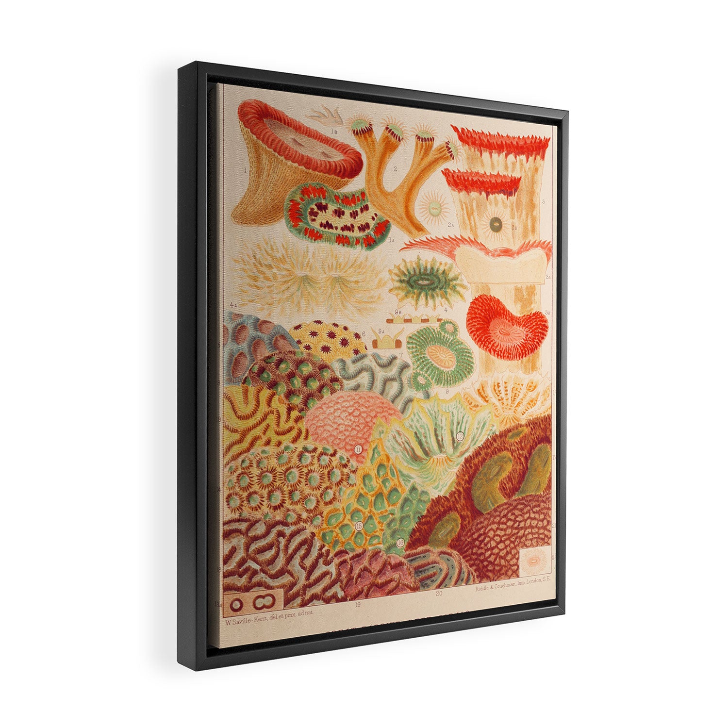 Corals from âThe Great Barrier Reef of Australiaâ by William Saville Kent, 1893 Framed Canvas Print Gallery Image 2