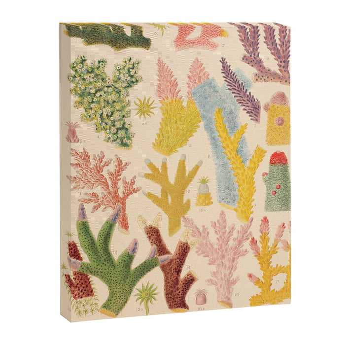 Corals from âThe Great Barrier Reef of Australiaâ by William Saville Kent, 1893 Canvas Print Gallery Image 1
