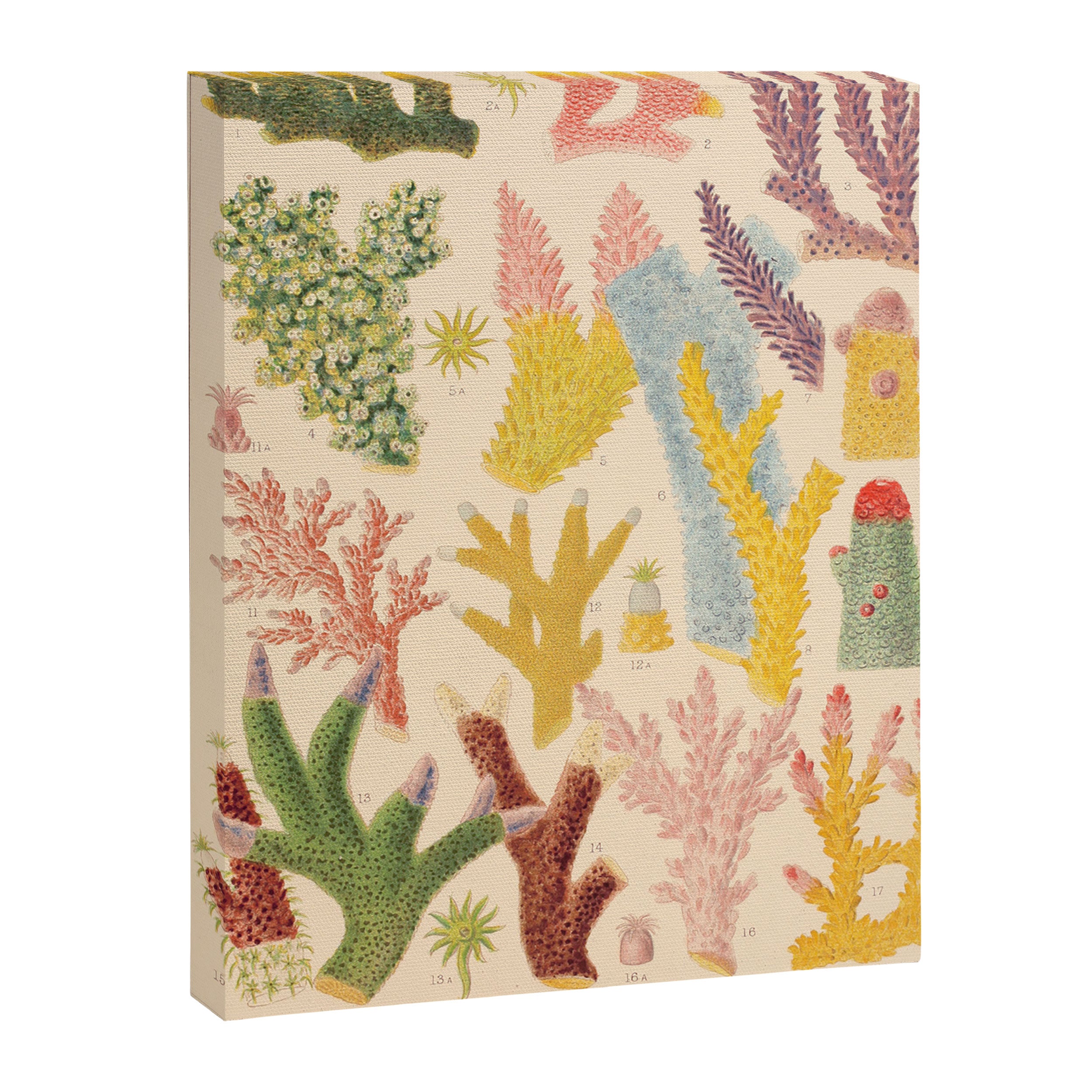 Corals from âThe Great Barrier Reef of Australiaâ by William Saville Kent, 1893 Canvas Print Gallery Image 6