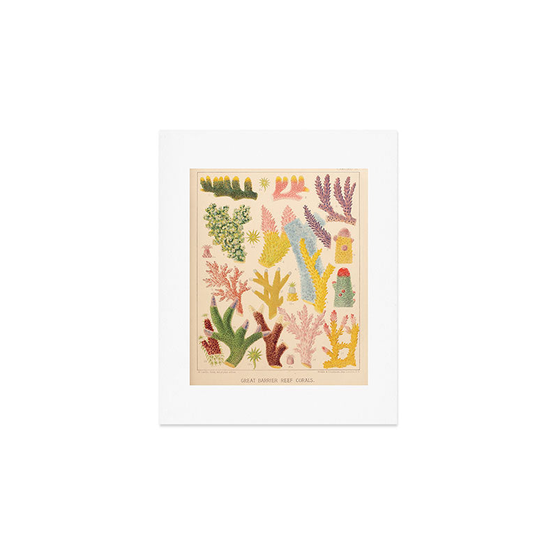 Corals from âThe Great Barrier Reef of Australiaâ by William Saville Kent, 1893 Art Print Gallery Image 1