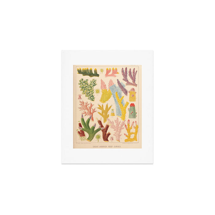 Corals from âThe Great Barrier Reef of Australiaâ by William Saville Kent, 1893 Art Print Gallery Image 1