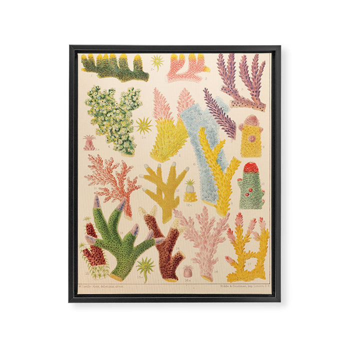 Corals from âThe Great Barrier Reef of Australiaâ by William Saville Kent, 1893 Framed Canvas Print Gallery Image 1