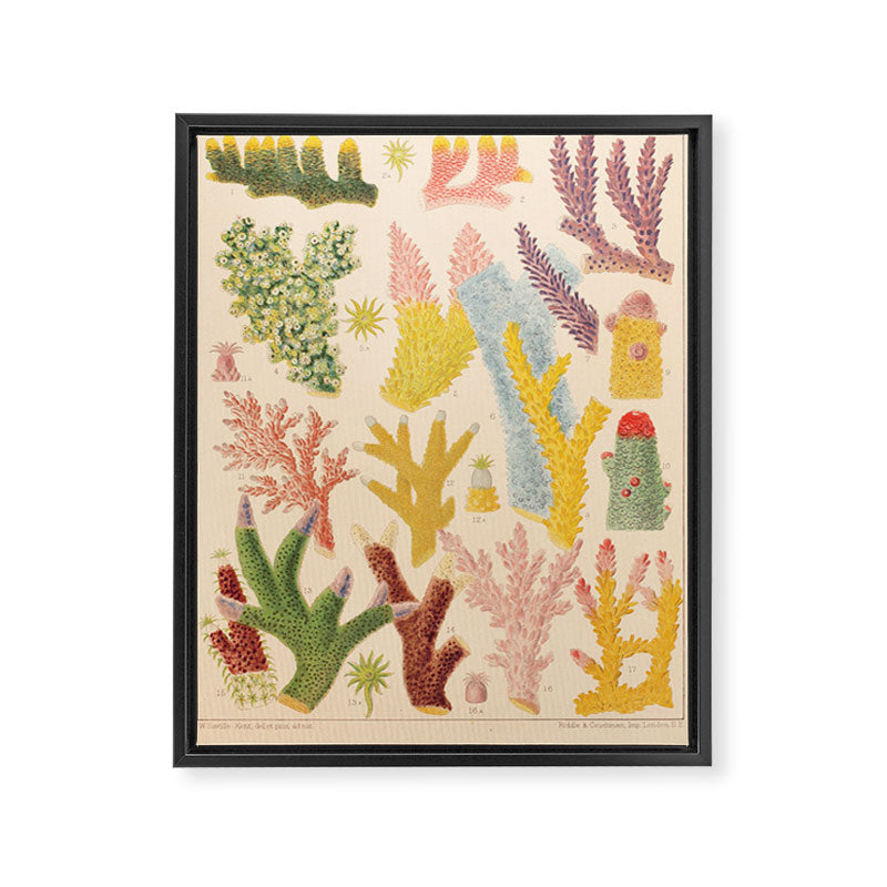 Corals from âThe Great Barrier Reef of Australiaâ by William Saville Kent, 1893 Framed Canvas Print Gallery Image 6