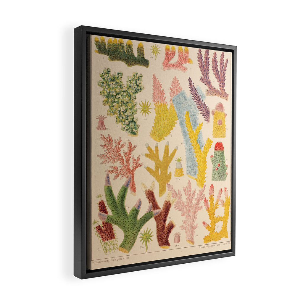 Corals from âThe Great Barrier Reef of Australiaâ by William Saville Kent, 1893 Framed Canvas Print Gallery Image 2