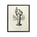 Crayfish (1895) Framed Canvas Print Gallery Image 6