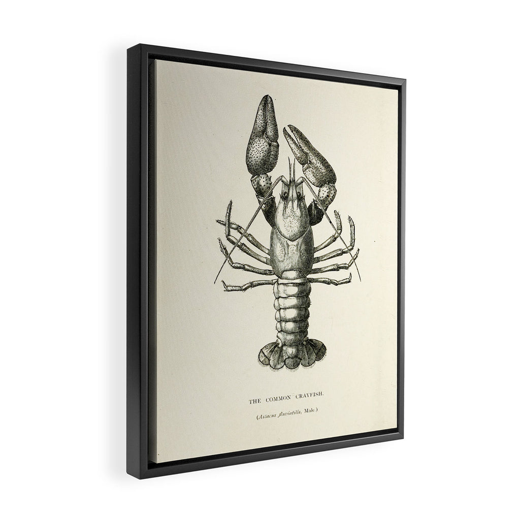 Crayfish (1895) Framed Canvas Print Gallery Image 2
