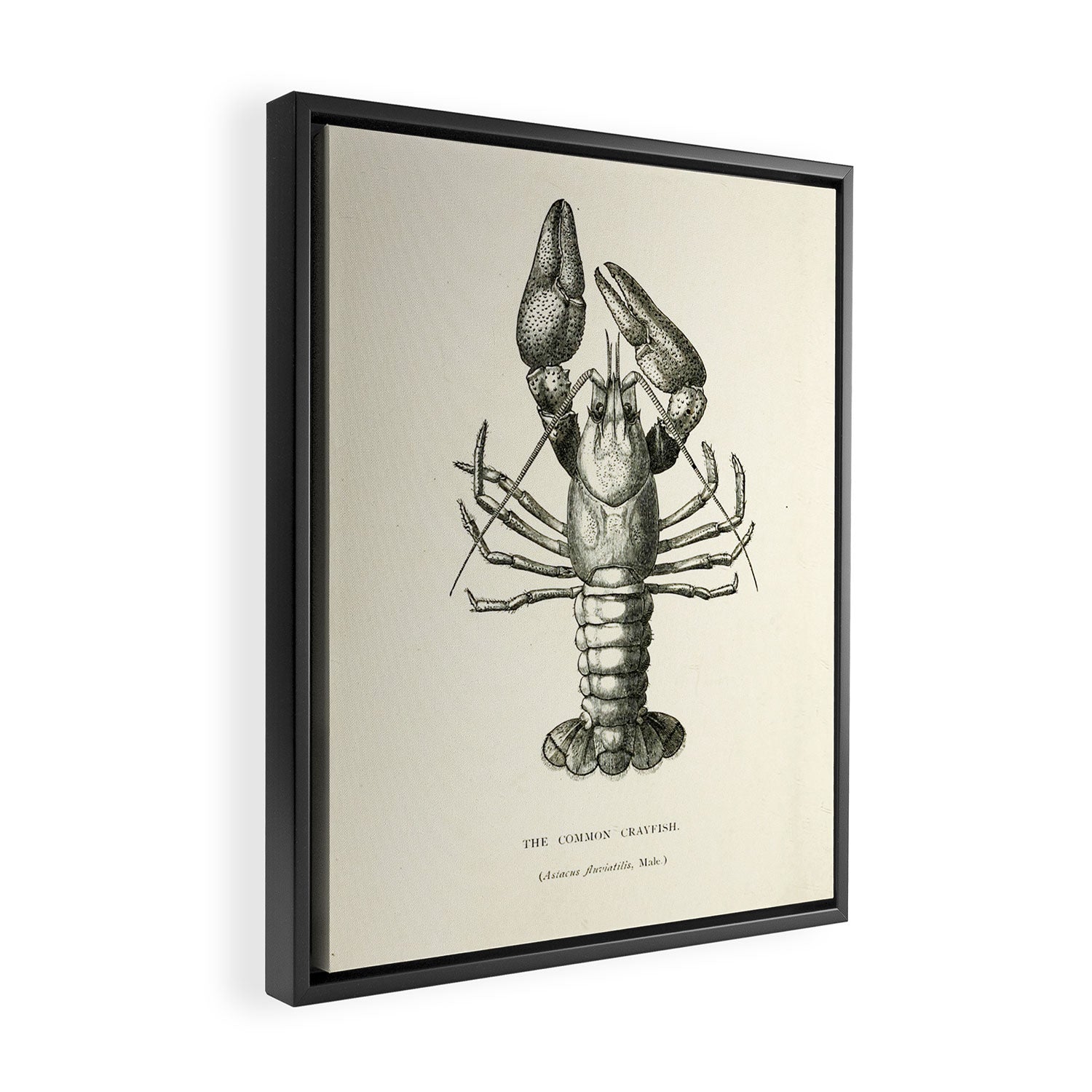 Crayfish (1895) Framed Canvas Print Gallery Image 2