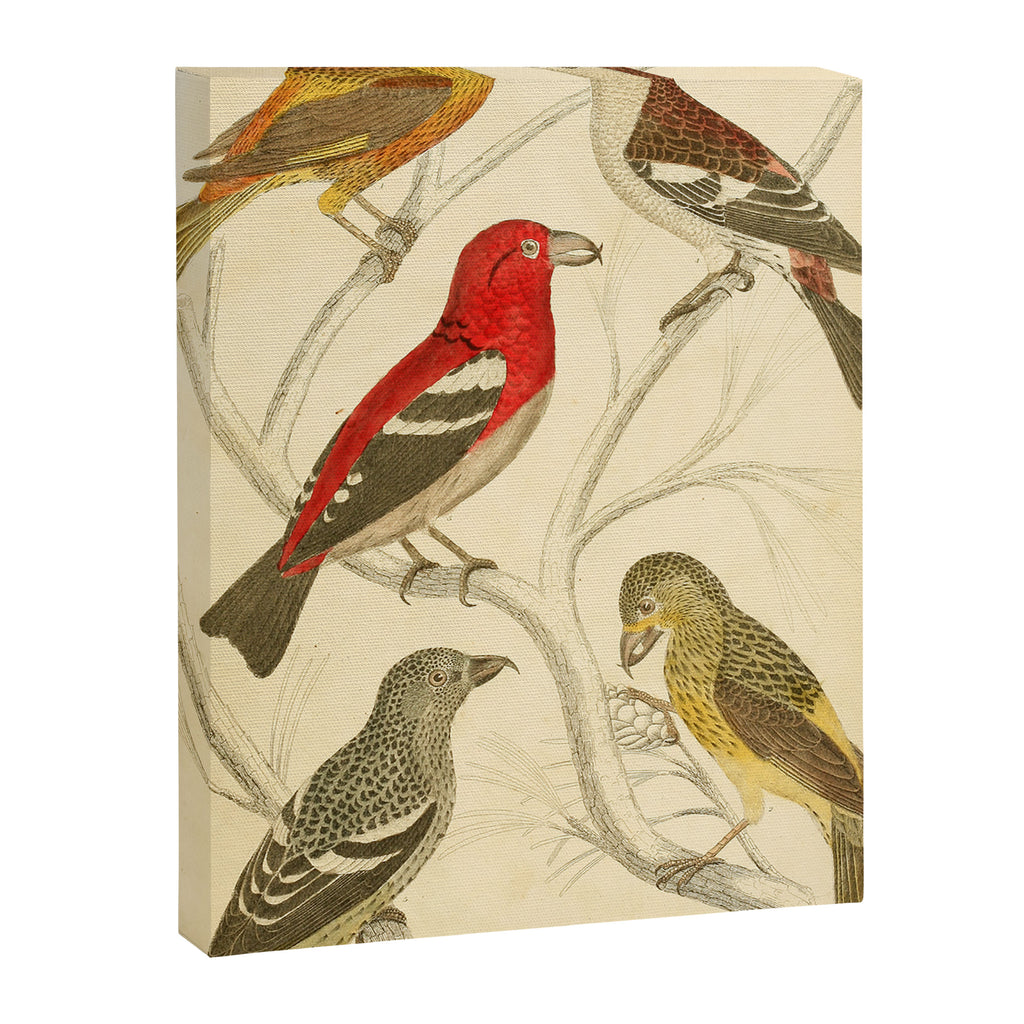 Crossbills from The Edinburgh Journal, 1835 (benefitting The Nature Conservancy) Canvas Print Gallery Image 6