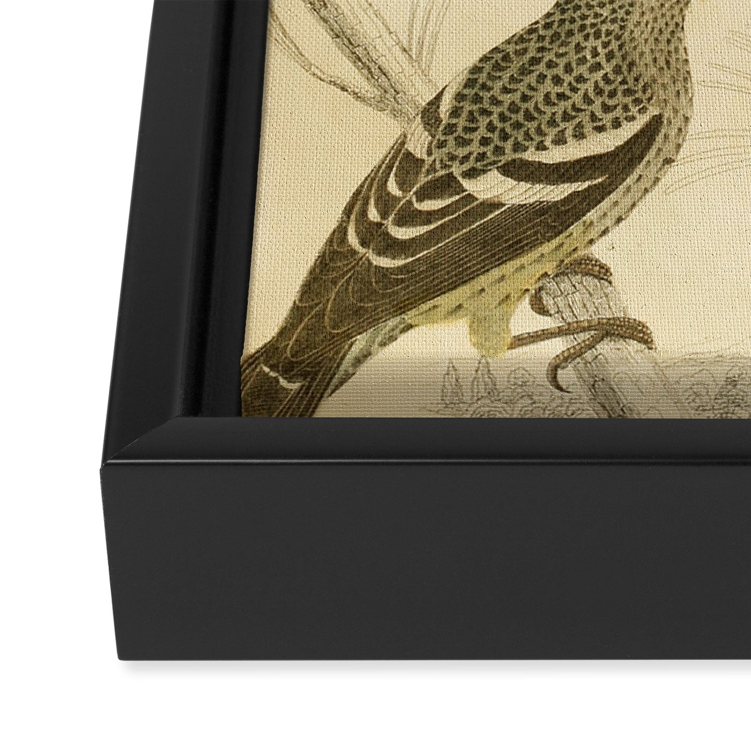 Crossbills from The Edinburgh Journal, 1835 (benefitting The Nature Conservancy) Framed Canvas Print Gallery Image 3
