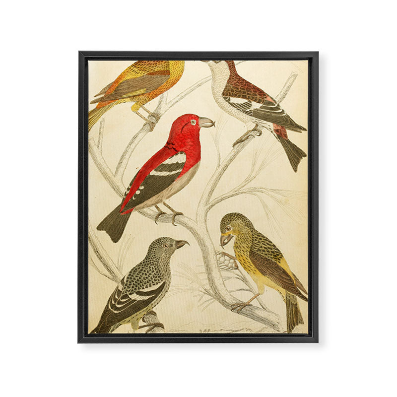Crossbills from The Edinburgh Journal, 1835 (benefitting The Nature Conservancy) Framed Canvas Print Gallery Image 6