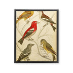 Crossbills from The Edinburgh Journal, 1835 (benefitting The Nature Conservancy) Framed Canvas Print Gallery Image 6