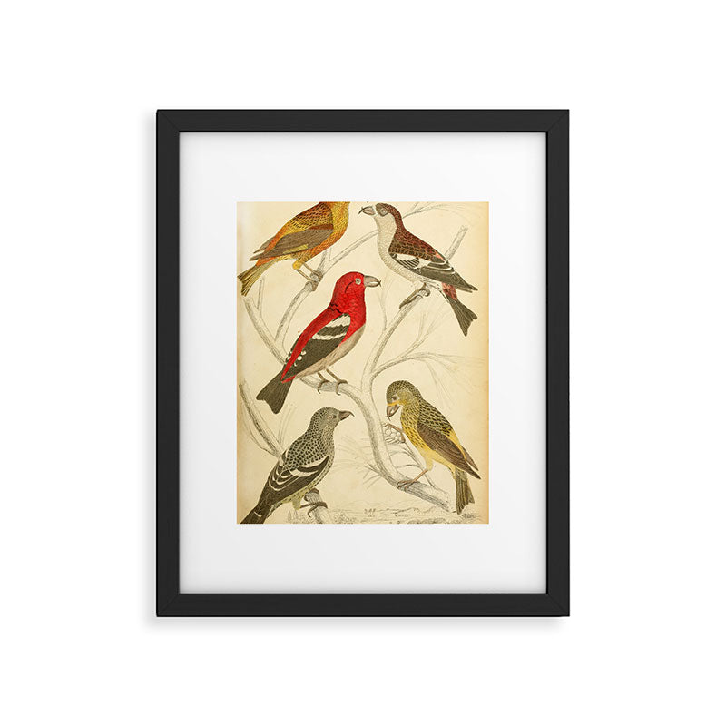 Crossbills from The Edinburgh Journal, 1835 (benefitting The Nature Conservancy) Framed Art Print Gallery Image 5