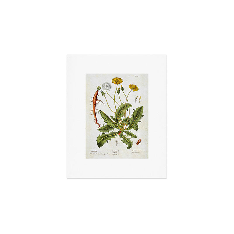 Dandelion by Elizabeth Blackwell from "A Curious Herbal," 1737 (benefiting The Nature Conservancy) Art Print Gallery Image 1