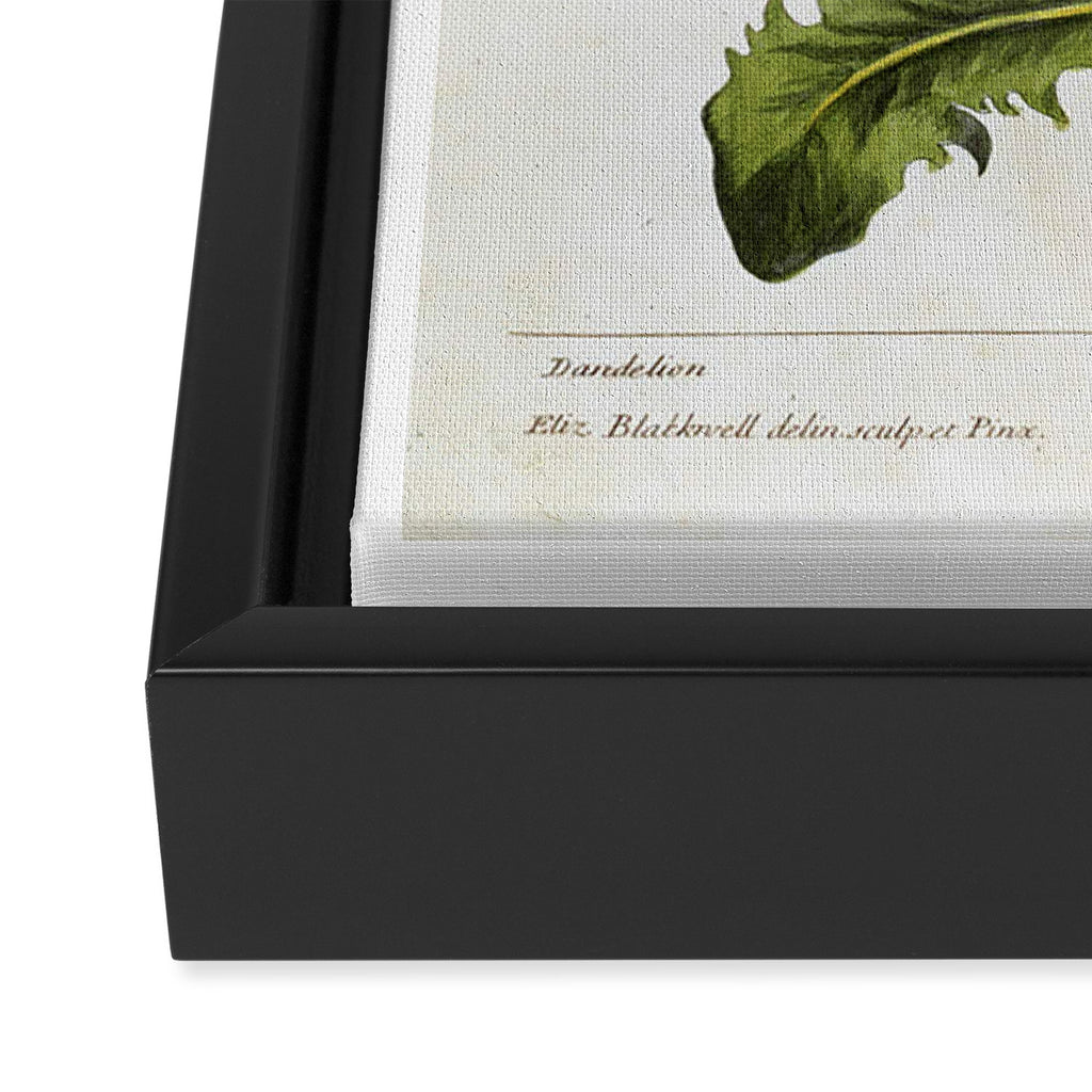 Dandelion by Elizabeth Blackwell from "A Curious Herbal," 1737 (benefiting The Nature Conservancy) Framed Canvas Print Gallery Image 3
