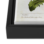 Dandelion by Elizabeth Blackwell from "A Curious Herbal," 1737 (benefiting The Nature Conservancy) Framed Canvas Print Gallery Image 3