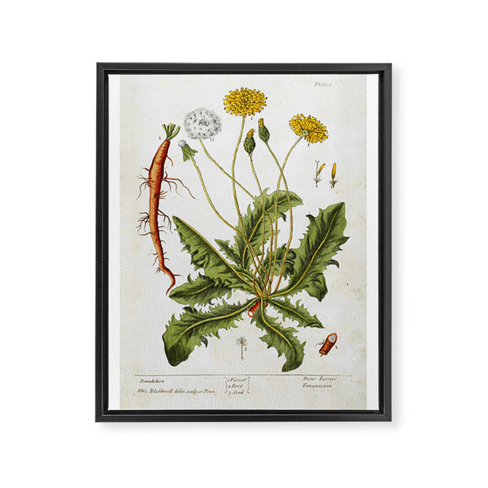 Dandelion by Elizabeth Blackwell from "A Curious Herbal," 1737 (benefiting The Nature Conservancy) Framed Canvas Print Gallery Image 1