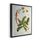 Dandelion by Elizabeth Blackwell from "A Curious Herbal," 1737 (benefiting The Nature Conservancy) Framed Canvas Print Gallery Image 2