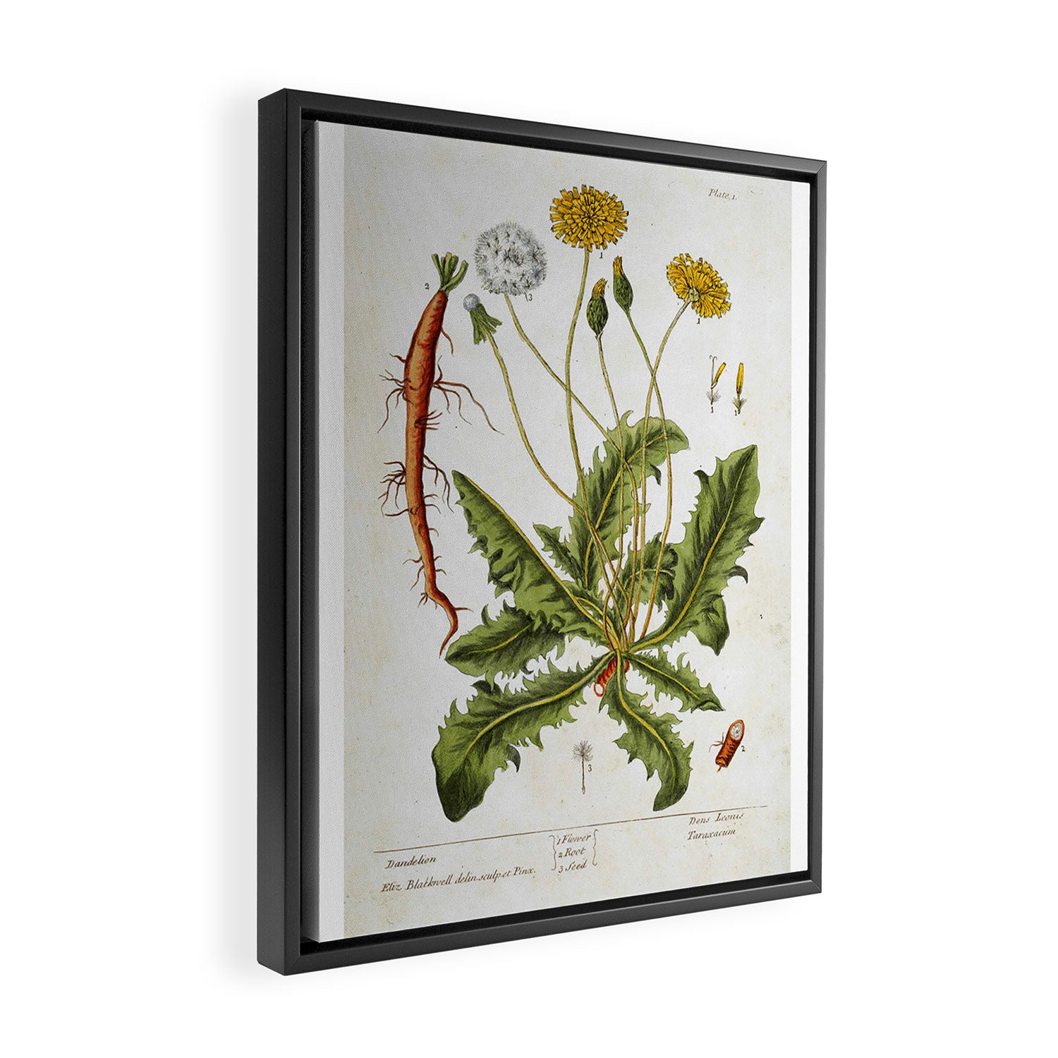 Dandelion by Elizabeth Blackwell from "A Curious Herbal," 1737 (benefiting The Nature Conservancy) Framed Canvas Print Gallery Image 2