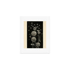 Dandelion with locust by Anna Botsford Comstock, early 1900s (benefitting The Nature Conservancy) Art Print Gallery Image 1