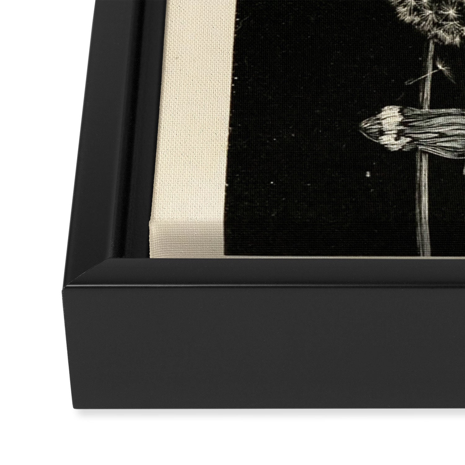 Dandelion with locust by Anna Botsford Comstock, early 1900s (benefitting The Nature Conservancy) Framed Canvas Print Gallery Image 3